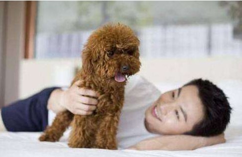 想知道泰迪犬几岁了？可以从这4种方法去判断，收藏了