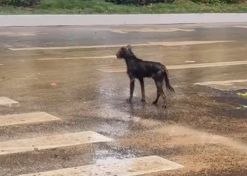 郑州暴雨过后，我在街上看到一只迷路的狗