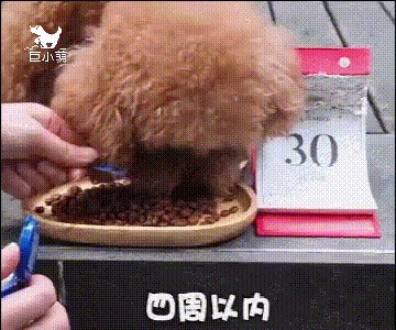 猫狗不肯刷牙兽医推荐一个简单方法：加进狗粮即可