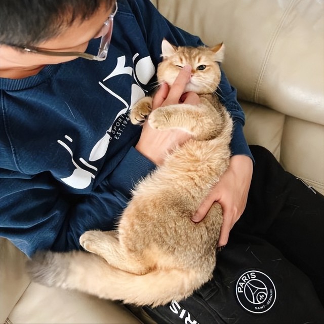 养猫久了才发现一喊就来的猫和喊不动的猫区别很大